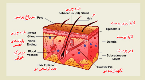 ترمیم مو